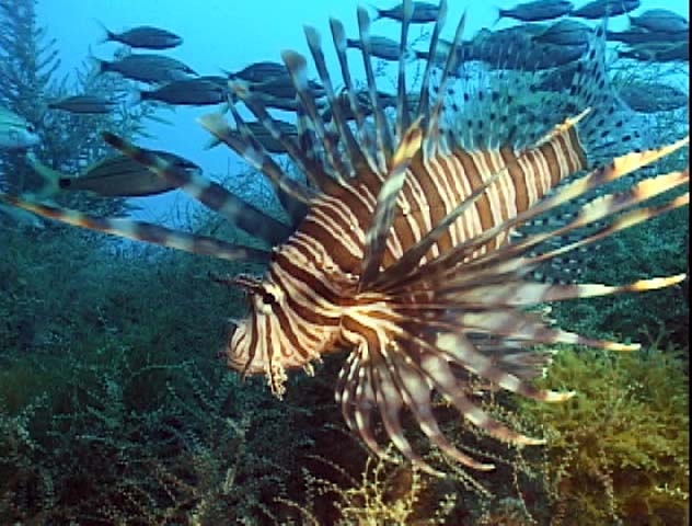 Bonaire Island DX News PJ4K Ion Fish Bonaire Island DX News PJ4K Ion Fish